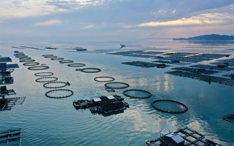 After the epidemic, where does the aquatic product processing trade go?